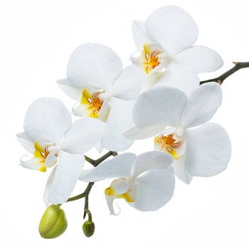 Стол обеденный Танго белый/Орхидея в Верхоянске - verhoyansk.mebel54.com | фото